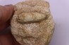Equicalastrobus upper Eocene Western Sahara, rio del oro Region of Dakhla - Morocco