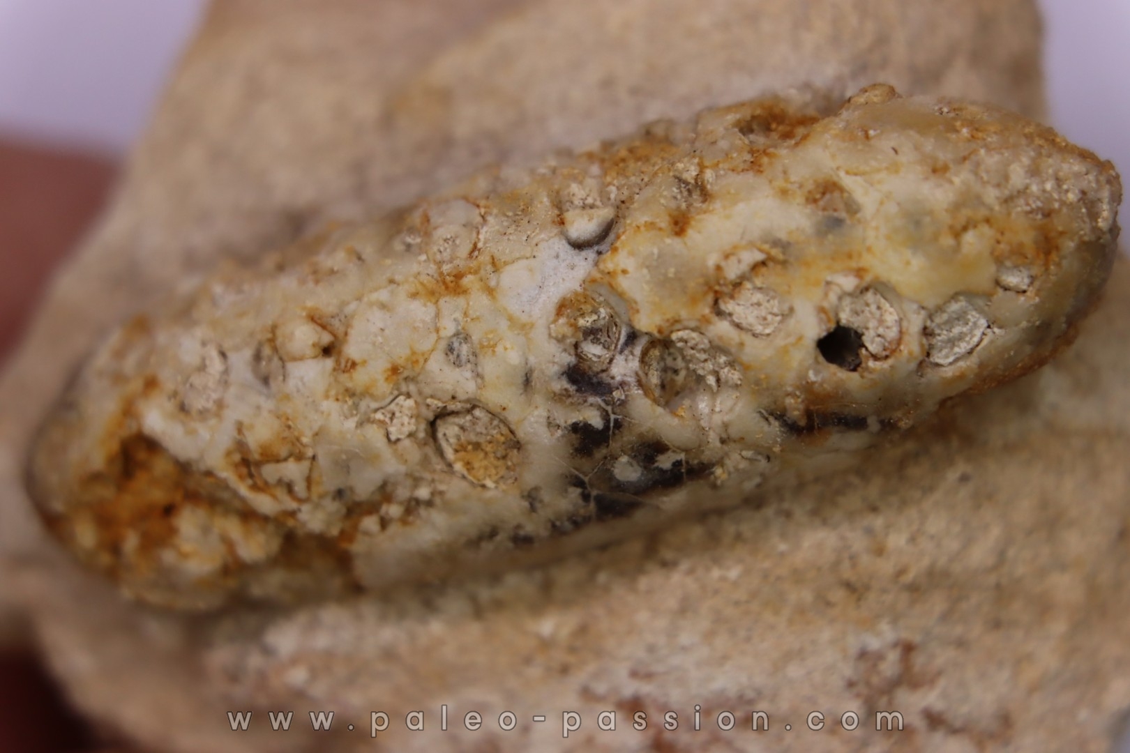 Equicalastrobus - Eocene superieur Sahara occidental, rio del oro - Région de Dakhla - Maroc
