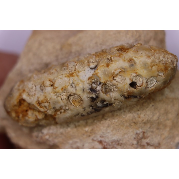 Equicalastrobus - Eocene superieur  Sahara occidental, rio del oro - Région de Dakhla - Maroc
