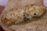 Equicalastrobus - Eocene superieur Sahara occidental, rio del oro - Région de Dakhla - Maroc