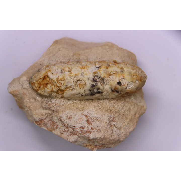 Equicalastrobus - Eocene superieur  Sahara occidental, rio del oro - Région de Dakhla - Maroc