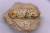 Equicalastrobus - Eocene superieur Sahara occidental, rio del oro - Région de Dakhla - Maroc