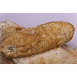 Equicalastrobus - Eocene superieur  Sahara occidental, rio del oro - Région de Dakhla - Maroc