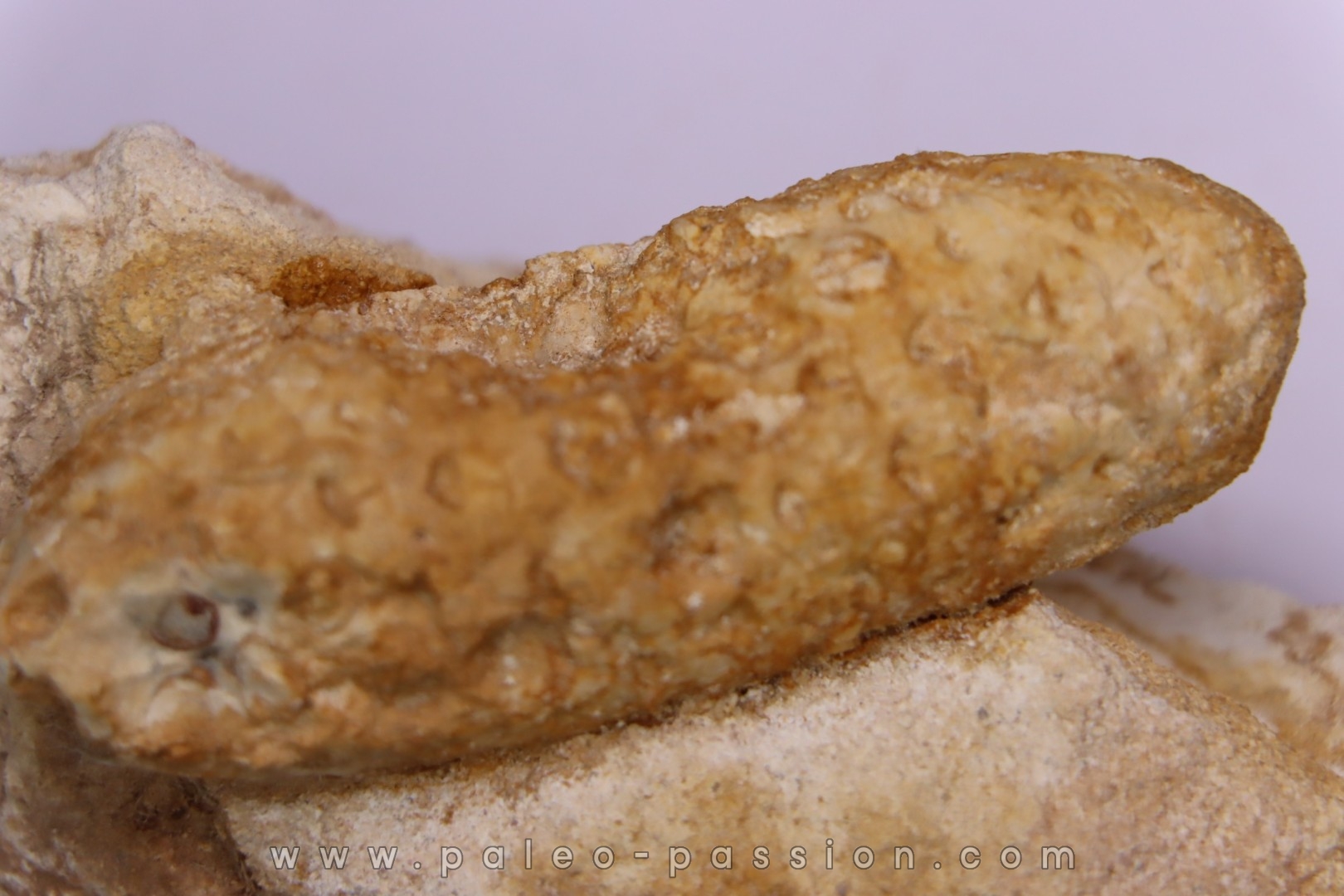 Equicalastrobus upper Eocene Western Sahara, rio del oro Region of Dakhla - Morocco