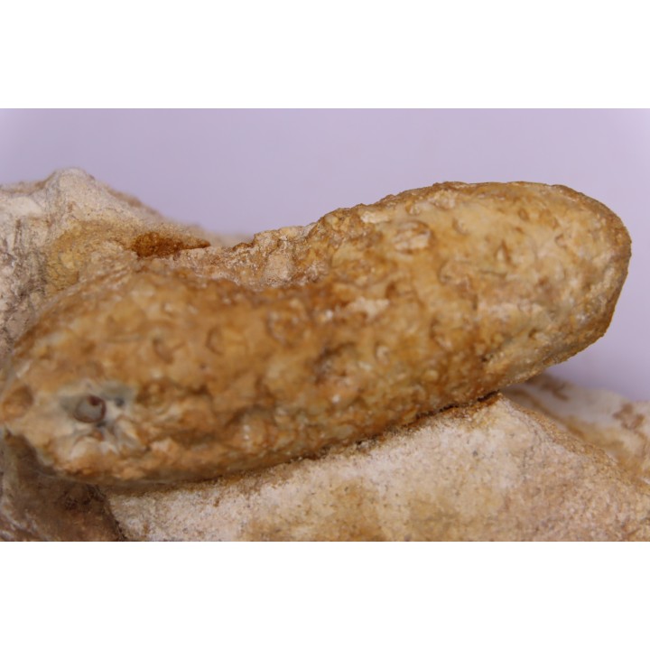 Equicalastrobus  upper Eocene  Western Sahara, rio del oro  Region of Dakhla - Morocco