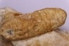 Equicalastrobus - Eocene superieur  Sahara occidental, rio del oro - Région de Dakhla - Maroc