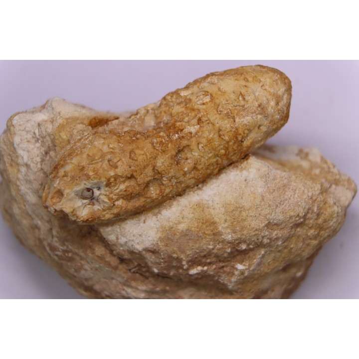 Equicalastrobus - Eocene superieur  Sahara occidental, rio del oro - Région de Dakhla - Maroc
