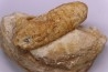 Equicalastrobus upper Eocene Western Sahara, rio del oro Region of Dakhla - Morocco