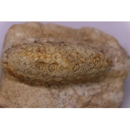 Equicalastrobus - Eocene superieur  Sahara occidental, rio del oro - Région de Dakhla - Maroc