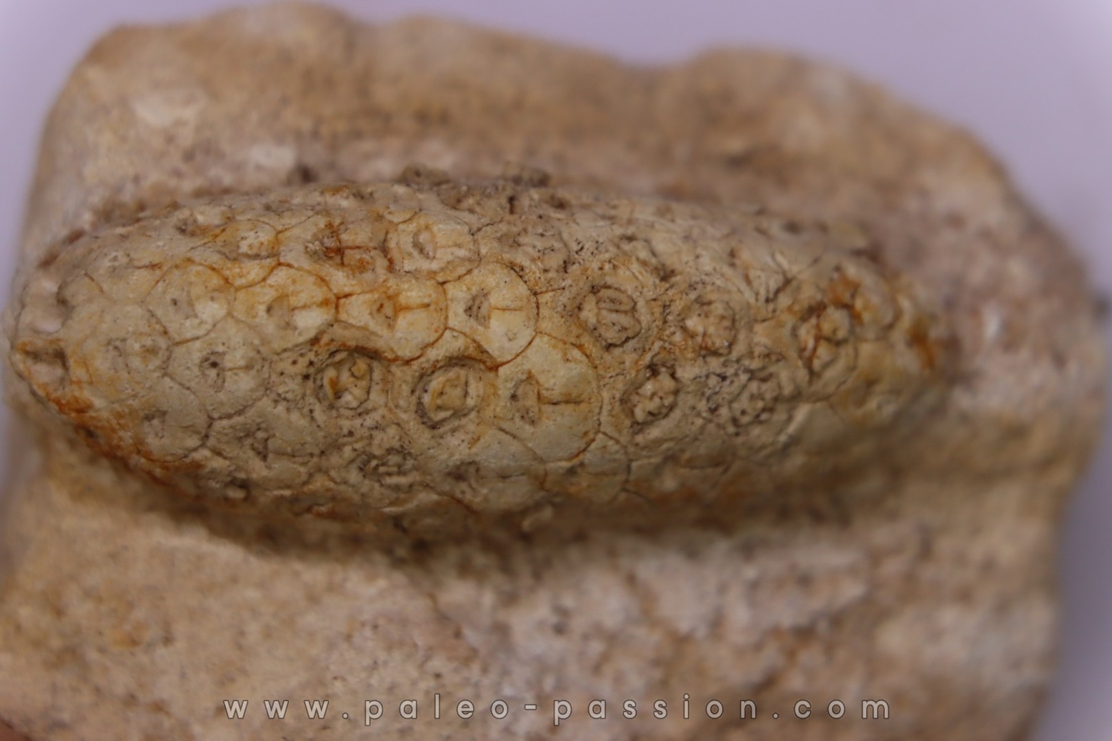 Equicalastrobus - Eocene superieur Sahara occidental, rio del oro - Région de Dakhla - Maroc