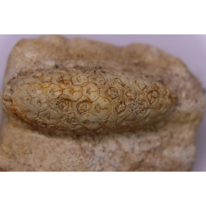 Equicalastrobus  upper Eocene  Western Sahara, rio del oro  Region of Dakhla - Morocco