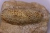 Equicalastrobus - Eocene superieur Sahara occidental, rio del oro - Région de Dakhla - Maroc