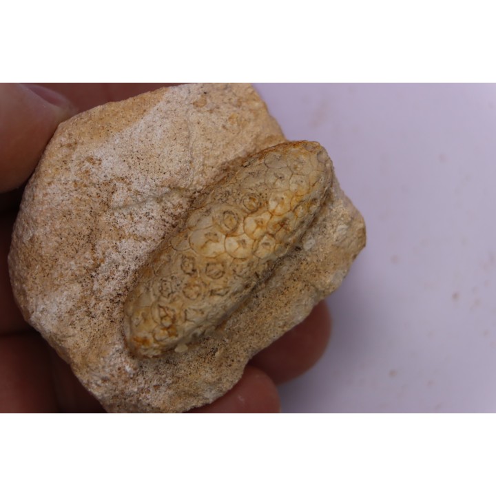 Equicalastrobus  upper Eocene  Western Sahara, rio del oro  Region of Dakhla - Morocco