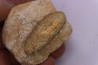 Equicalastrobus - Eocene superieur Sahara occidental, rio del oro - Région de Dakhla - Maroc
