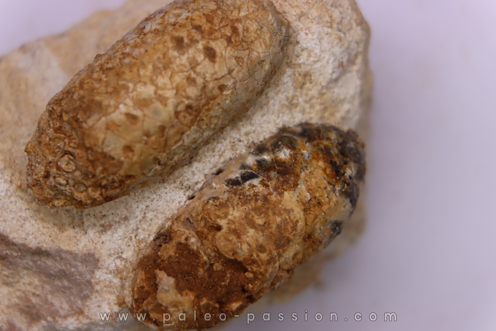 Equicalastrobus upper Eocene Western Sahara, rio del oro Region of Dakhla - Morocco