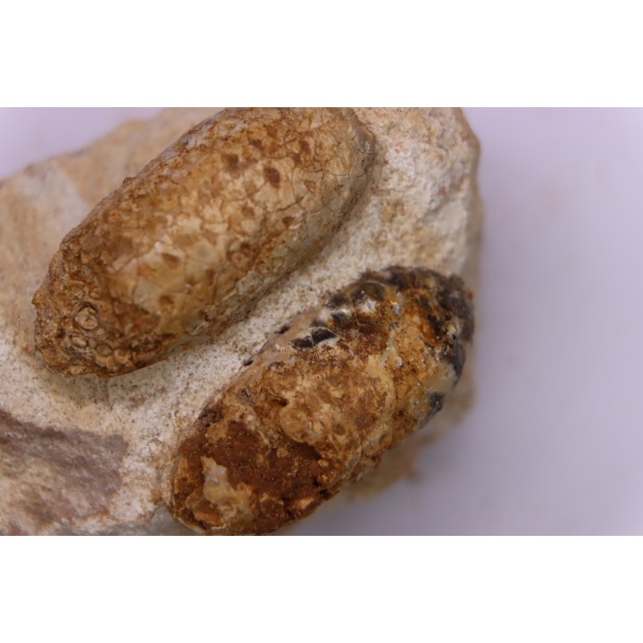 Equicalastrobus - Eocene superieur  Sahara occidental, rio del oro - Région de Dakhla - Maroc