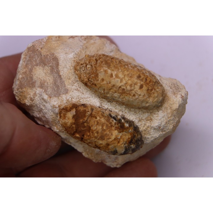 Equicalastrobus - Eocene superieur  Sahara occidental, rio del oro - Région de Dakhla - Maroc