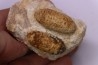Equicalastrobus upper Eocene Western Sahara, rio del oro Region of Dakhla - Morocco