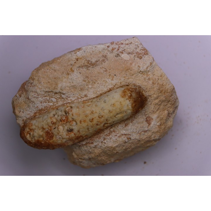Equicalastrobus  upper Eocene  Western Sahara, rio del oro  Region of Dakhla - Morocco