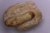 Equicalastrobus  upper Eocene  Western Sahara, rio del oro  Region of Dakhla - Morocco