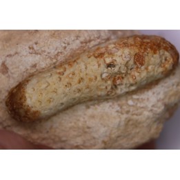 Equicalastrobus  upper Eocene  Western Sahara, rio del oro  Region of Dakhla - Morocco