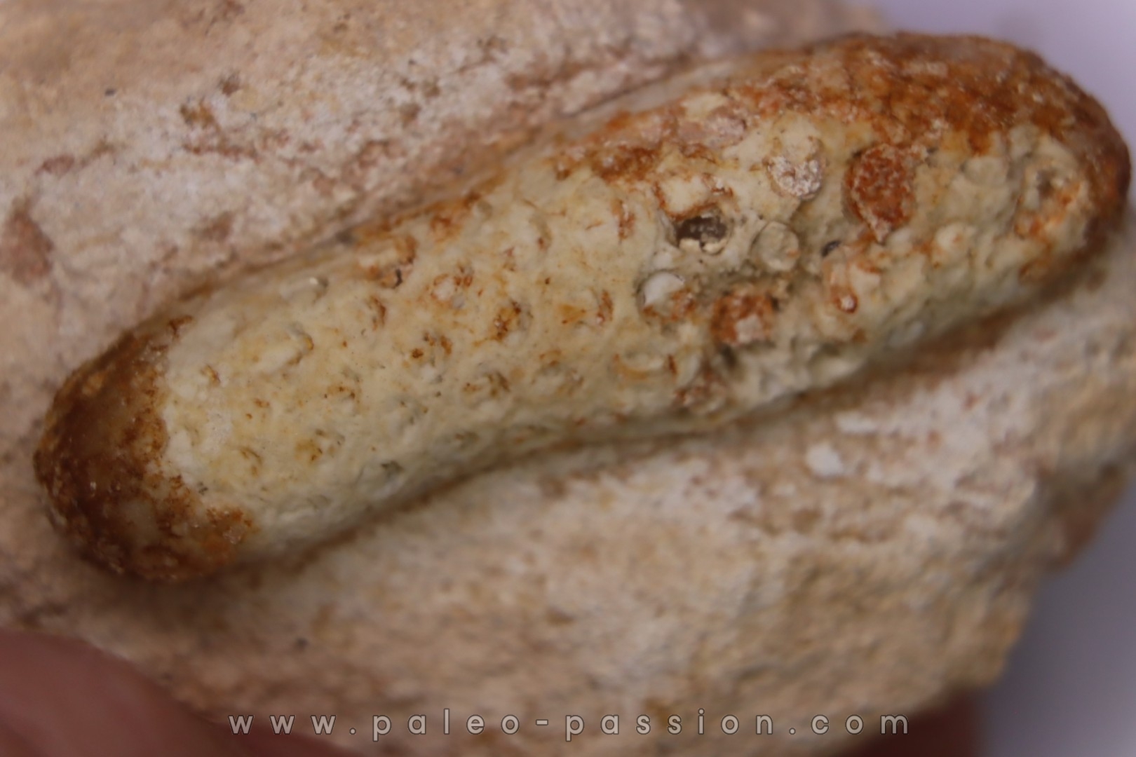 Equicalastrobus - Eocene superieur Sahara occidental, rio del oro - Région de Dakhla - Maroc