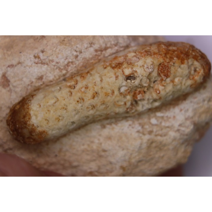 Equicalastrobus - Eocene superieur  Sahara occidental, rio del oro - Région de Dakhla - Maroc