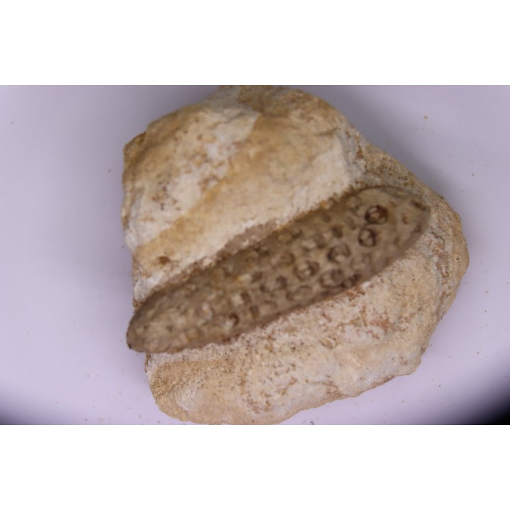 Equicalastrobus  upper Eocene  Western Sahara, rio del oro  Region of Dakhla - Morocco
