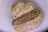 Equicalastrobus - Eocene superieur  Sahara occidental, rio del oro - Région de Dakhla - Maroc