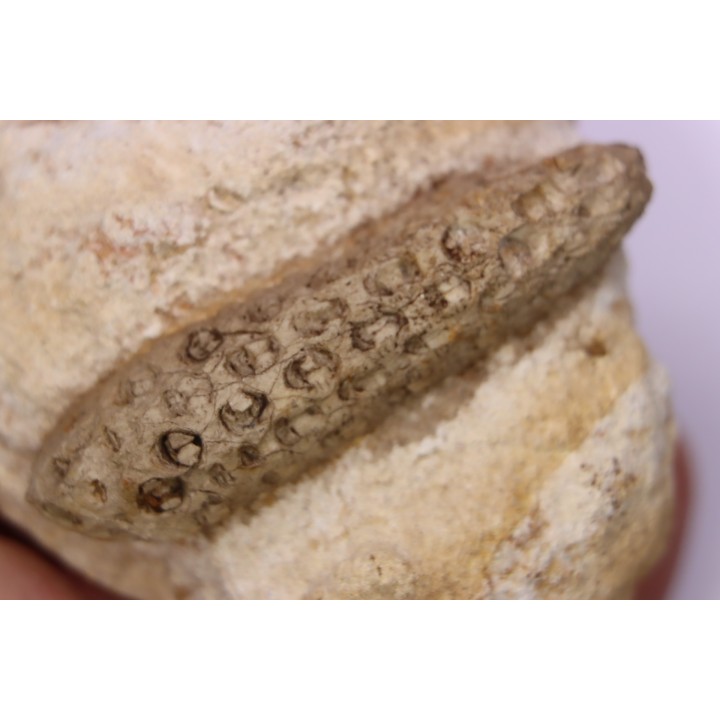Equicalastrobus - Eocene superieur  Sahara occidental, rio del oro - Région de Dakhla - Maroc