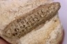 Equicalastrobus upper Eocene Western Sahara, rio del oro Region of Dakhla - Morocco
