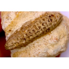 Equicalastrobus  upper Eocene  Western Sahara, rio del oro  Region of Dakhla - Morocco