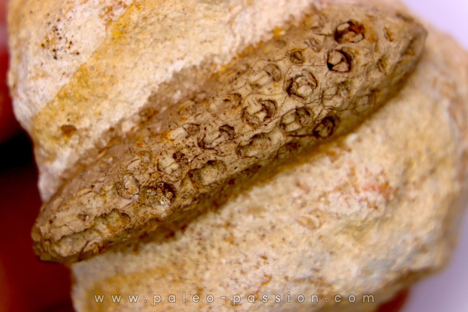 Equicalastrobus upper Eocene Western Sahara, rio del oro Region of Dakhla - Morocco