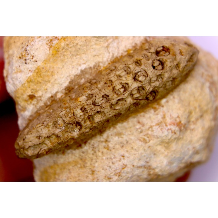Equicalastrobus - Eocene superieur  Sahara occidental, rio del oro - Région de Dakhla - Maroc