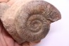 Dumortieria pseudoradiosa - Toarcien - Belmont - FRANCE