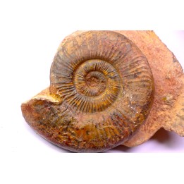 Dumortieria pseudoradiosa - Toarcien - Belmont - FRANCE