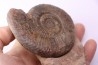 Dumortieria pseudoradiosa - Toarcien - Belmont - FRANCE