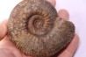 Hammatoceras Speciosum - Toarcien - Roanne - FRANCE