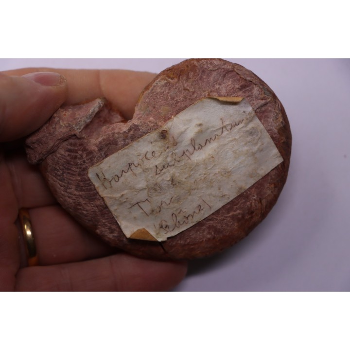 Harpoceras subplanatum - TOARCIEN - Carriere Belmont - FRANCE