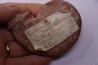 Harpoceras subplanatum - TOARCIEN - Carriere Belmont - FRANCE