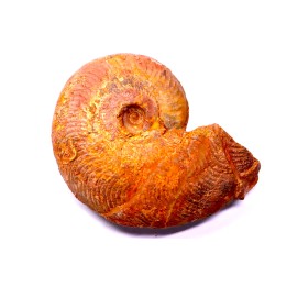 Harpoceras subplanatum - TOARCIEN - Carriere Belmont - FRANCE