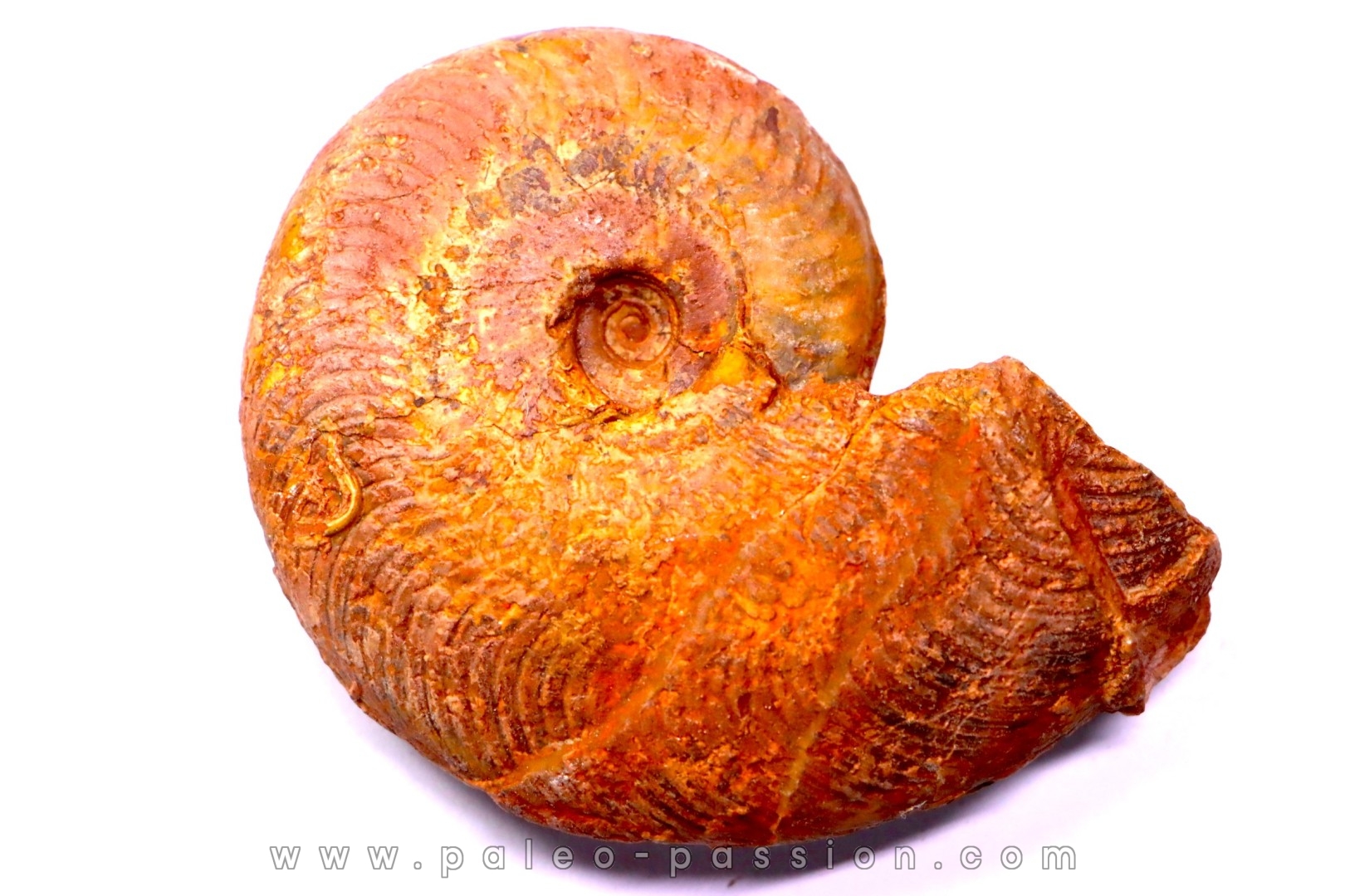 Harpoceras subplanatum - TOARCIEN - Carriere Belmont - FRANCE