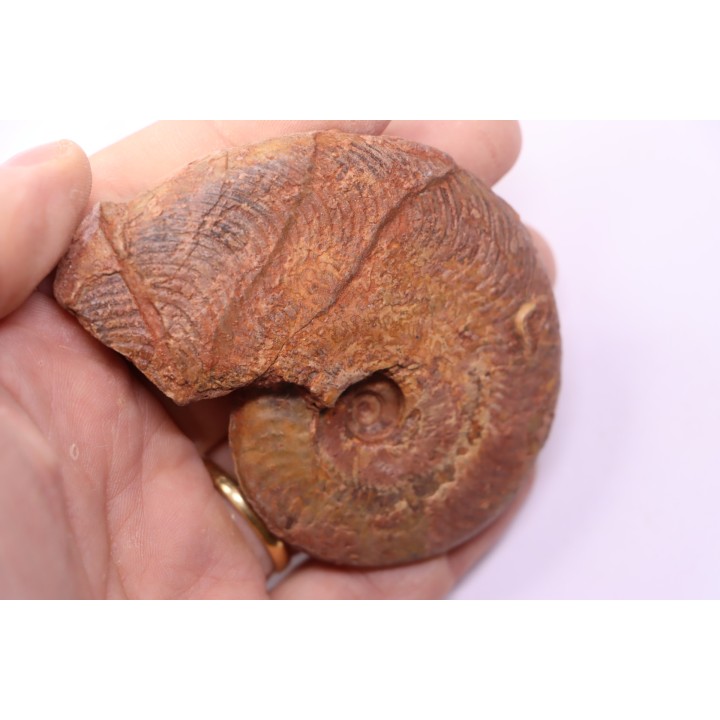 Harpoceras subplanatum - TOARCIEN - Carriere Belmont - LYON - FRANCE