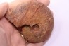 Harpoceras subplanatum - TOARCIEN - Carriere Belmont - LYON - FRANCE