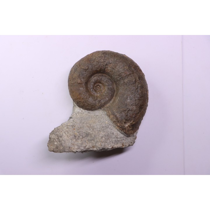 Lytoceras fimbriatum - Carixien - Ennery (57) FRANCE