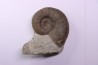 Lytoceras fimbriatum - Carixien - Ennery (57) FRANCE