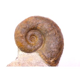 Lytoceras fimbriatum - Carixien - Ennery (57) FRANCE