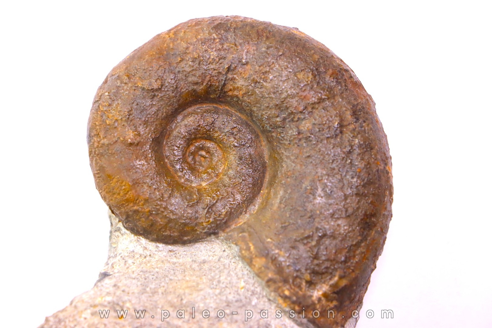 Lytoceras fimbriatum - Carixien - Ennery (57) FRANCE