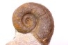 Lytoceras fimbriatum - Carixien - Ennery (57) FRANCE