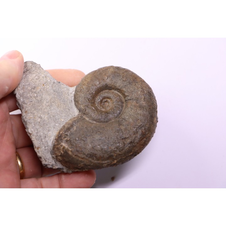 Lytoceras fimbriatum - Carixien - Ennery (57) FRANCE